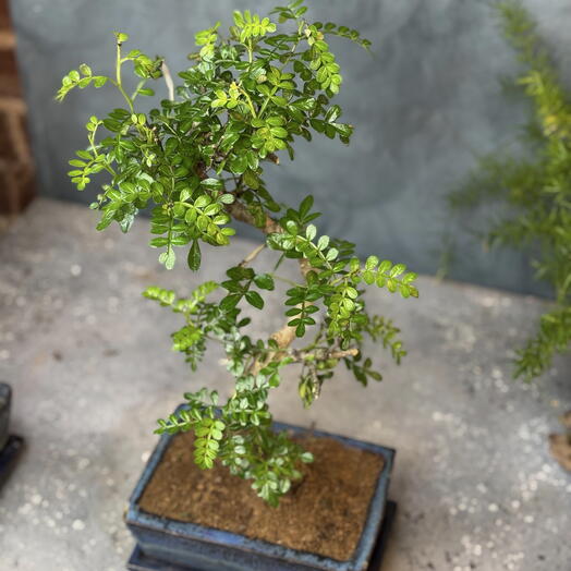 Бонсай Зантоксилум 20/35