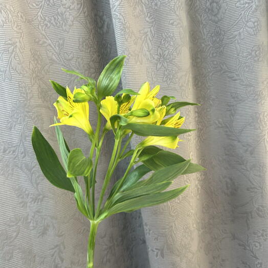 Альстромерия желтая