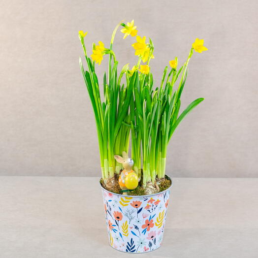 Нарциссы с зайчиком. Луковичные цветы в кашпо