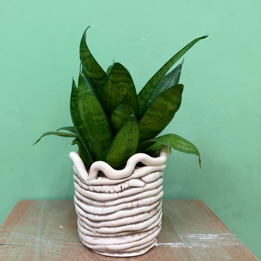 Сансевиерия (Sansevieria trifasciata) в керамическом горшке