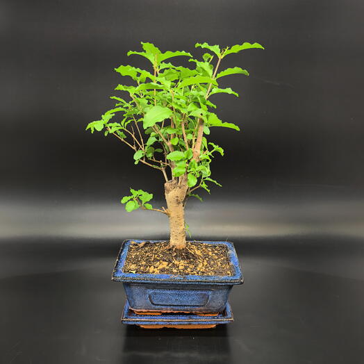Бонсай Лигуструм в синей керамической бонсайнице