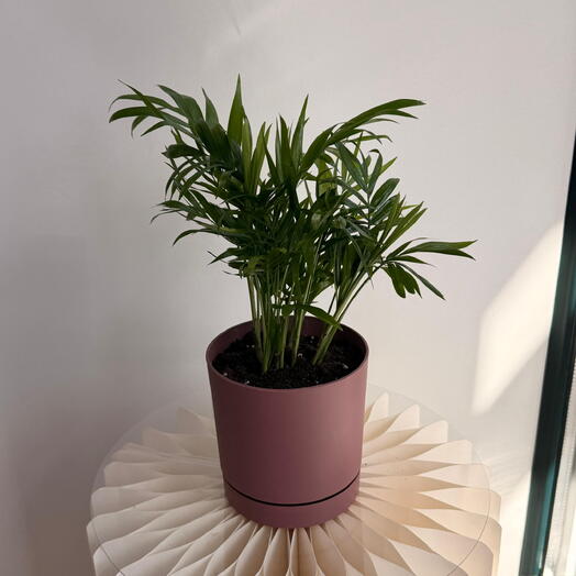 Repotted Chamaedorea