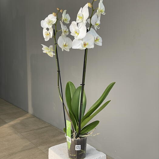 ORCHID WHITE орхидея 2-ствольная