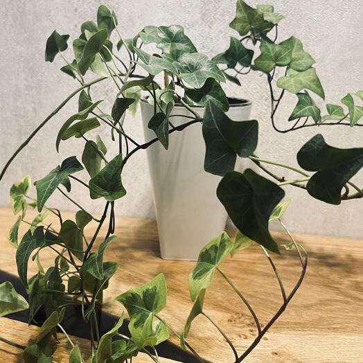 Hedera (лат. Hedera). Плющ