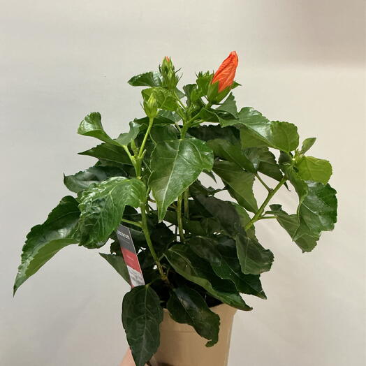 Гибискус Lucca Orange