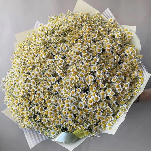 Ромашки букет большой