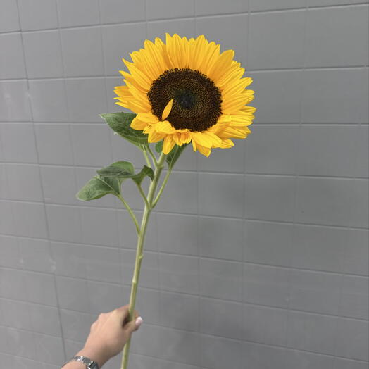 Подсолнух 🌻