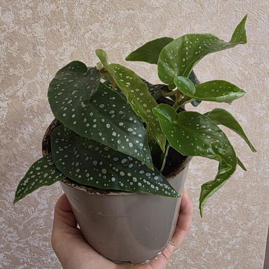 Бегония коралловая