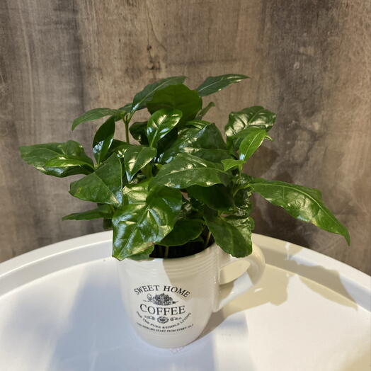 Комнатное растение Кофе Arabica Cups