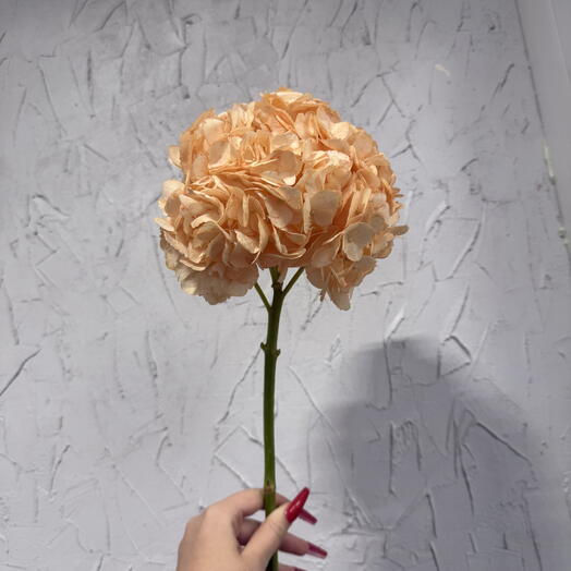 Гортензия PEACH Premium