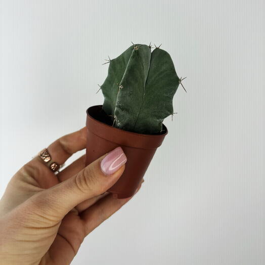 Кактус
Риттероцереус Пруиносус 🌵