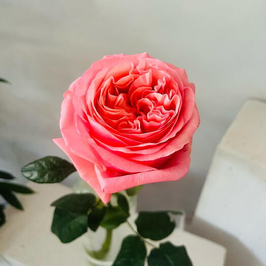 Роза Pink Expression (Пинк Экспрешн)