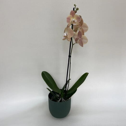 Орхидея Фаленопсис (Phalaenopsis) кремовая