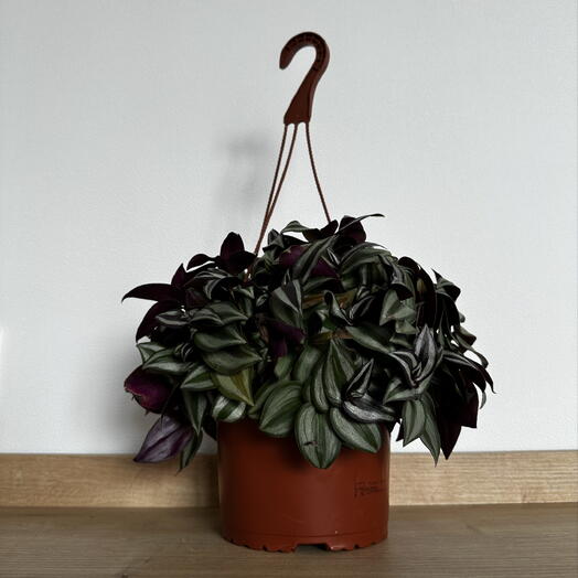 Tradescantia zebrina