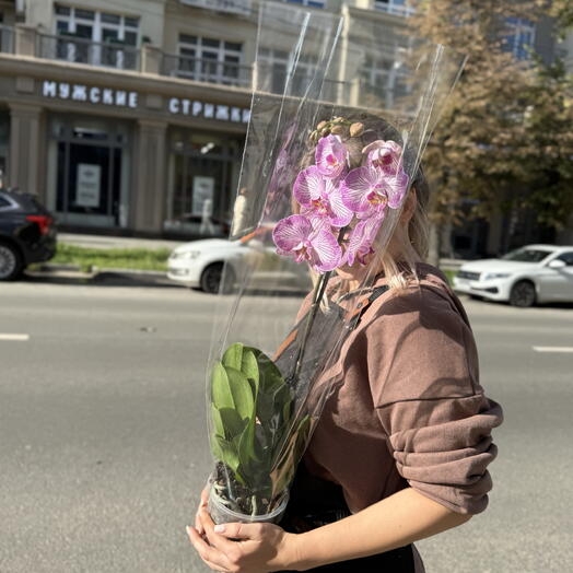 Орхидея в горшке лавандовая