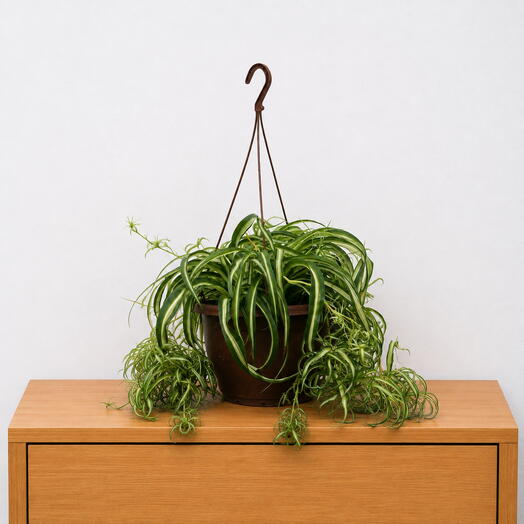 Chlorophytum – Fresh   Effortless Greenery