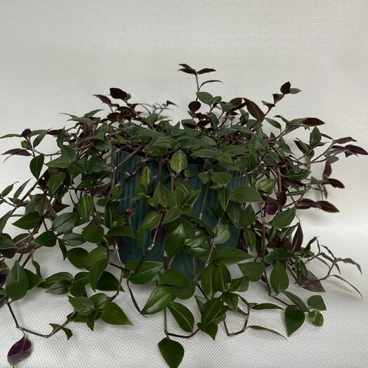 Традесканция приречная / Tradescantia fluminensis