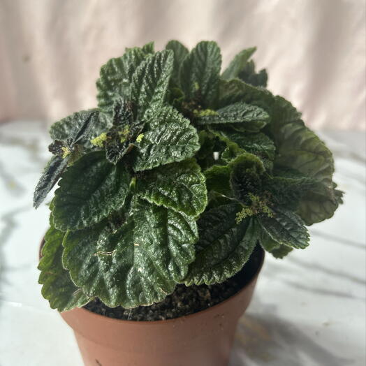 Пилея обратнояйцевидная (Pilea involucrata)