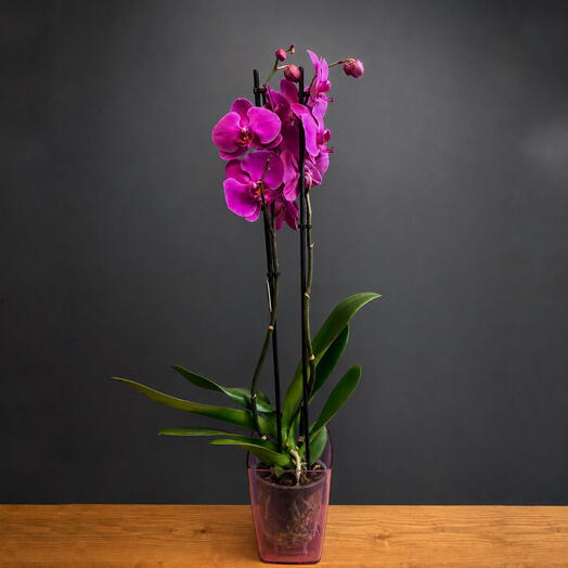 Орхидея Фаленопсис «Purple»