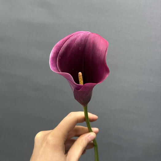 Каллы бордовые