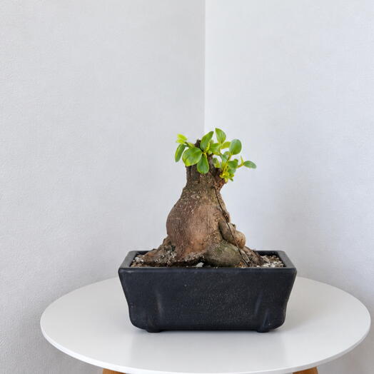 Bonsai Ficus Ginseng in Ceramic Planter – Living Art for Your Interior