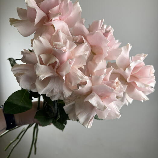 Букет из 5 французских роз под ленту
