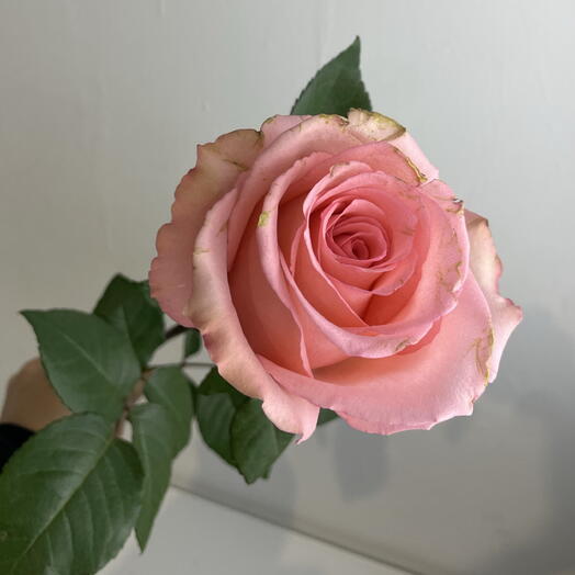 Розы нежные 💖