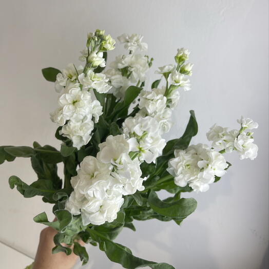 Метиолла белая 5