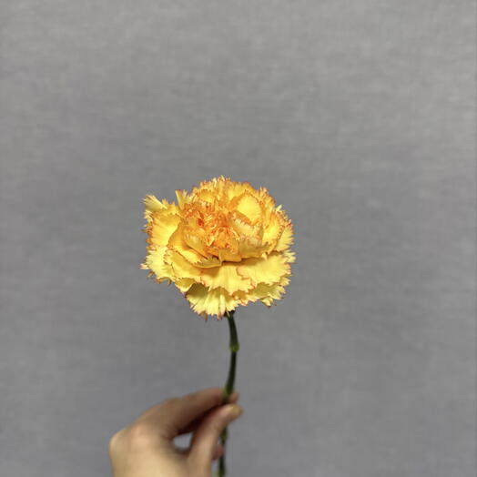 Гвоздика(диантус) желтая💛