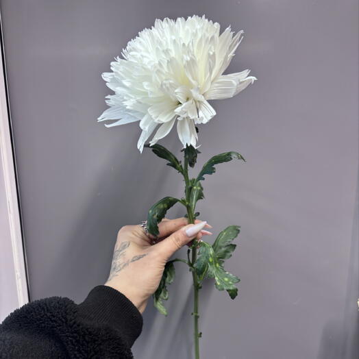 Хризантема одноголовая белая