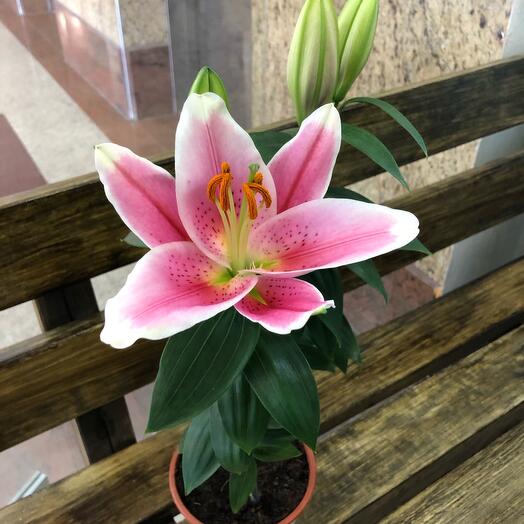 Lily