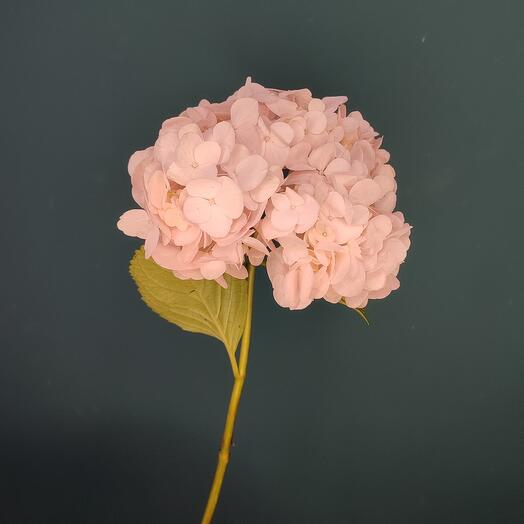 Pink hydrangea