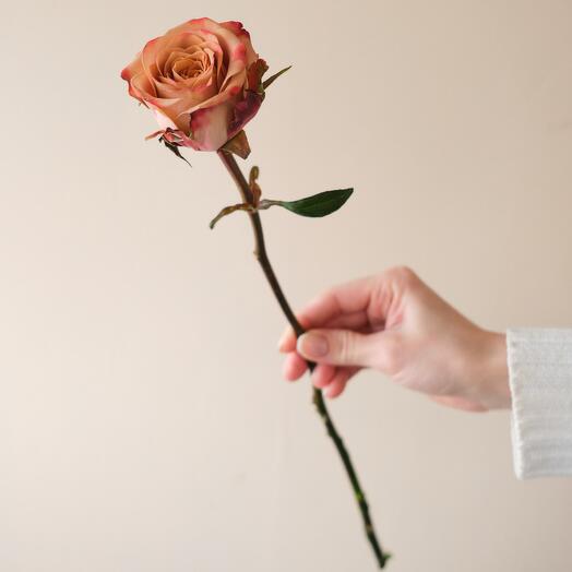 Rosa Capuchino 40cm