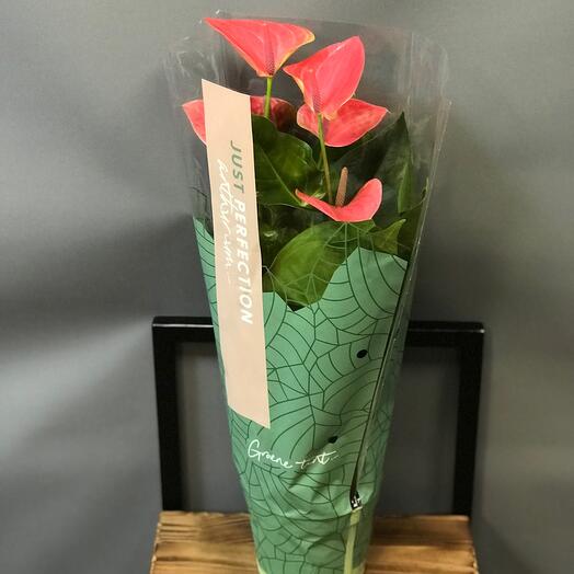 Planta de interior Anthurium