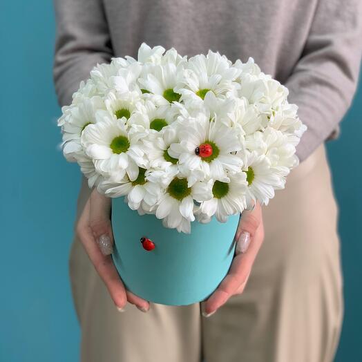Моя ромашка 🌸