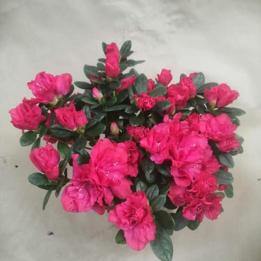 Houseplant Azalea