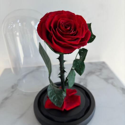 Preserved Single Red roses