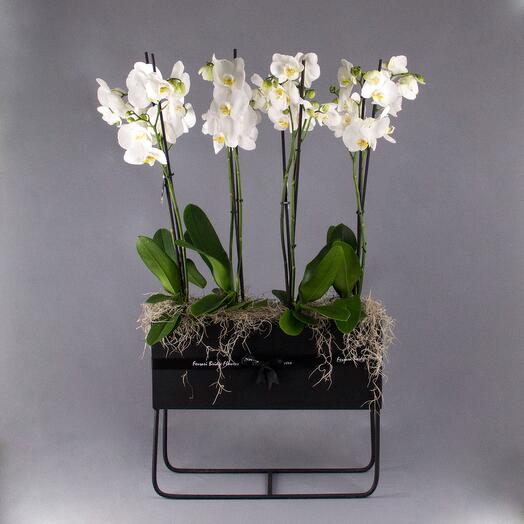 Delizia dell'orchidea