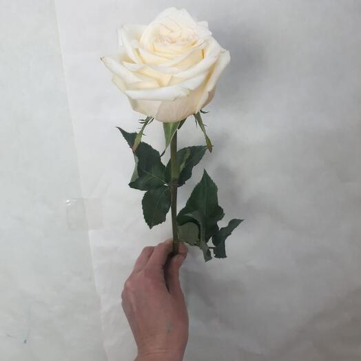 Кэндллайт