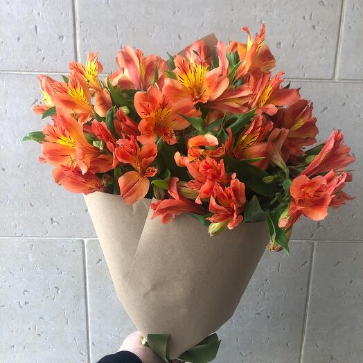Alstroemeria red