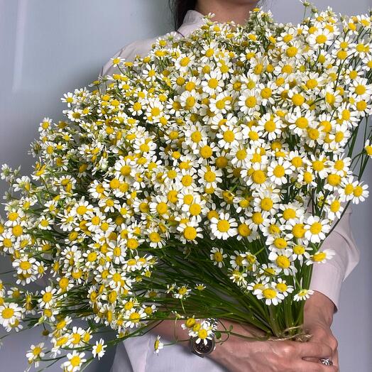 Букет «Ромашковое поле»