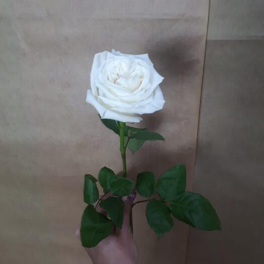 Плайя Бланка