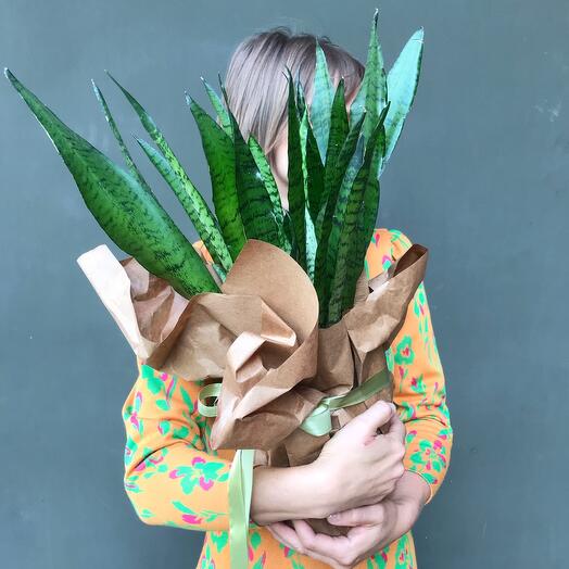 Комнатное растение Сансевиерия Зейланика D-12