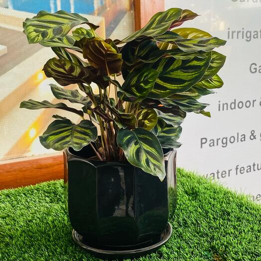 Calathea Makoyana