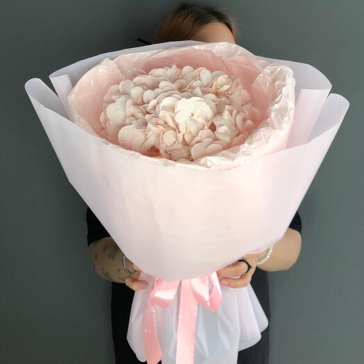 Hortensia tierna
