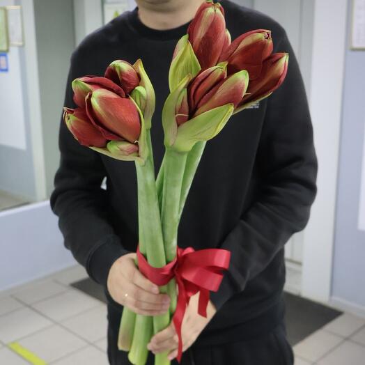 5 красных амариллисов