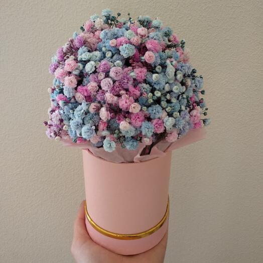 Gypsophila in a box