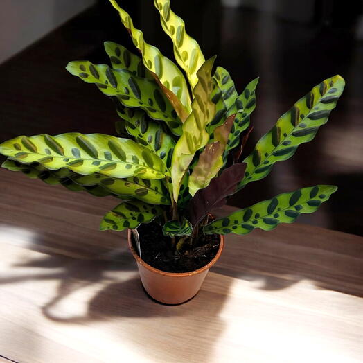 Calathea Lanciforia