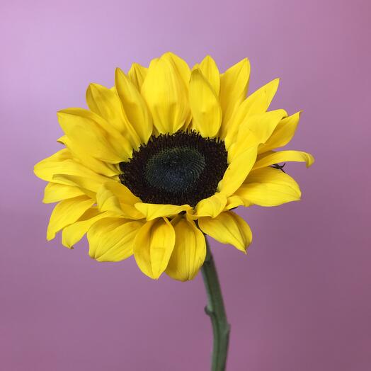 Подсолнух 🌻 Италия