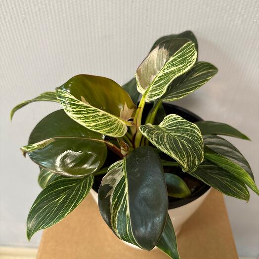 Philodendron Birkin in a pot